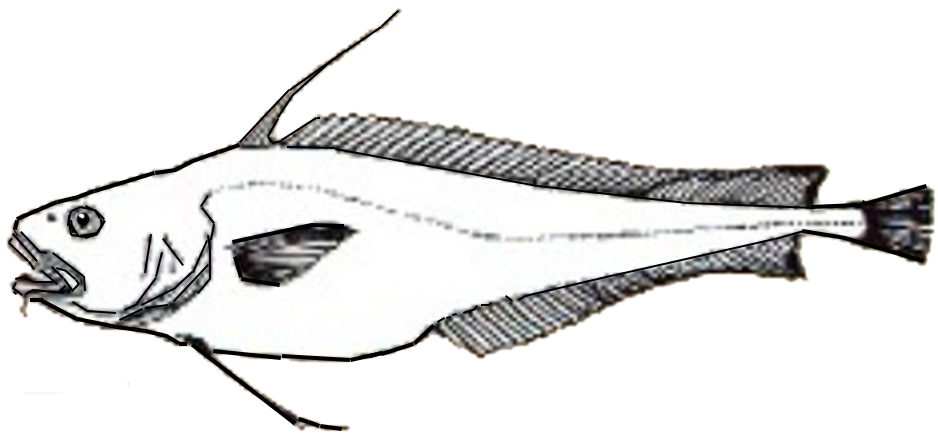 Lepidion guentheri_01.jpg